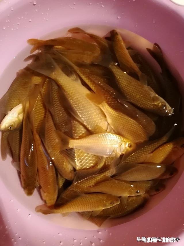 野河夜钓，钓草边还是钓深水