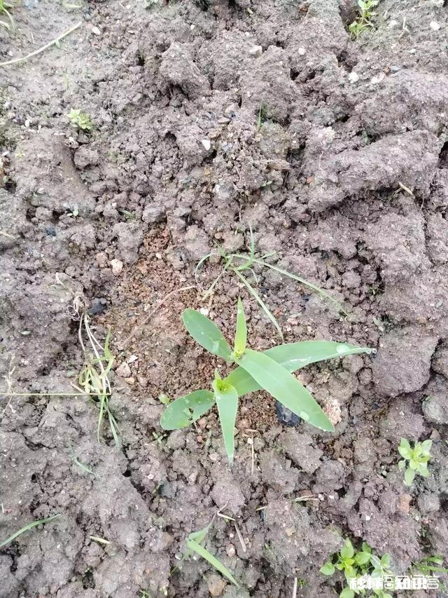 过两天就谷雨了，这个时候可以种玉米吗为什么