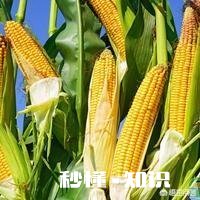 过两天就谷雨了，这个时候可以种玉米吗为什么