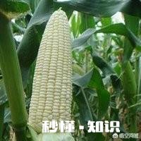 过两天就谷雨了，这个时候可以种玉米吗为什么