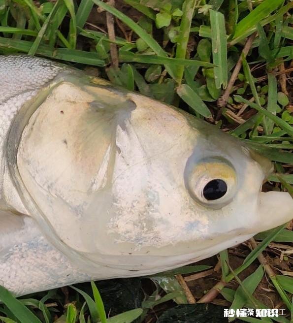 夏秋钓鲢鳙是钓半水还是钓底