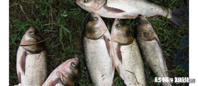 夏秋钓鲢鳙是钓半水还是钓底