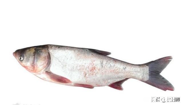 夏秋钓鲢鳙是钓半水还是钓底