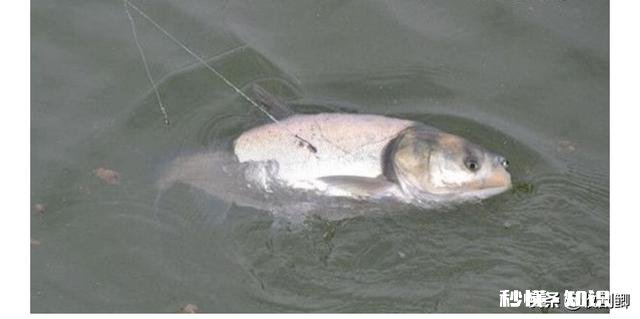 夏秋钓鲢鳙是钓半水还是钓底