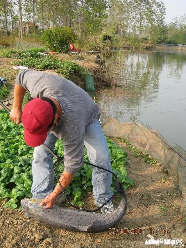窝料和饵料一般用一样的好,还是用不一样的