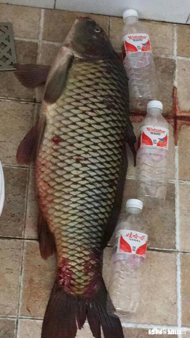 窝料和饵料一般用一样的好,还是用不一样的