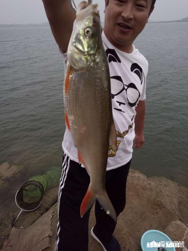 窝料和饵料一般用一样的好,还是用不一样的