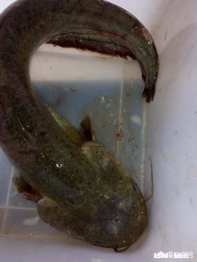 窝料和饵料一般用一样的好,还是用不一样的