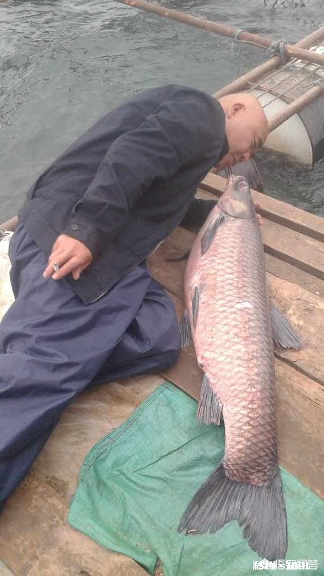 窝料和饵料一般用一样的好,还是用不一样的