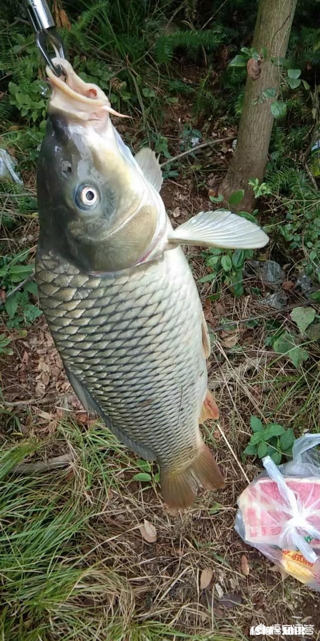 窝料和饵料一般用一样的好,还是用不一样的