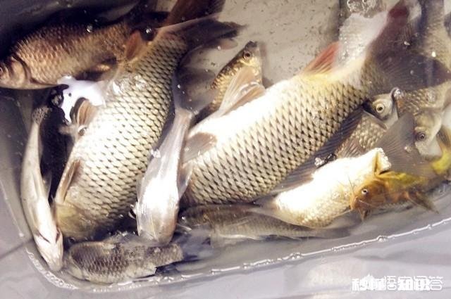 窝料和饵料一般用一样的好,还是用不一样的