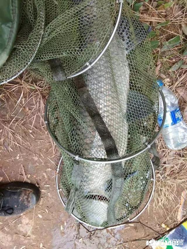 窝料和饵料一般用一样的好,还是用不一样的