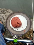 鲫鱼用什么饵料钓最好