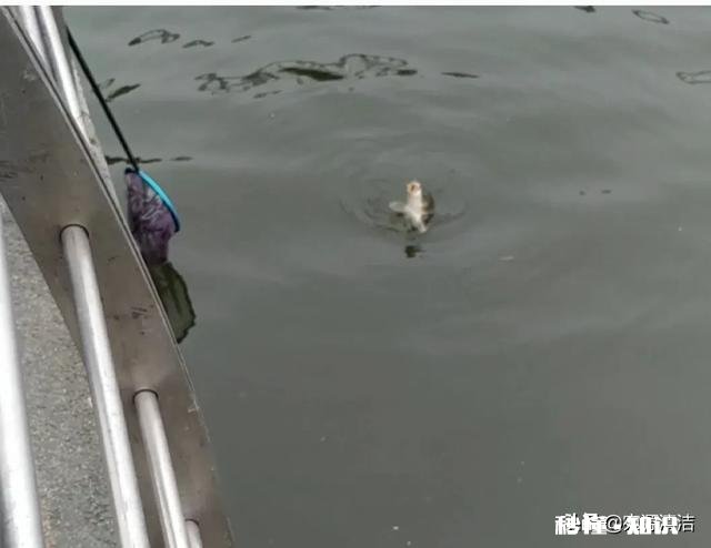 钓鱼人，你的初心还在吗