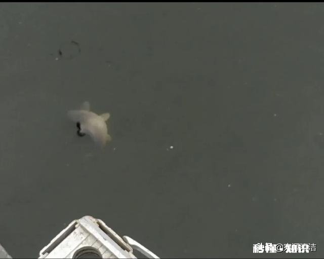 钓鱼人，你的初心还在吗