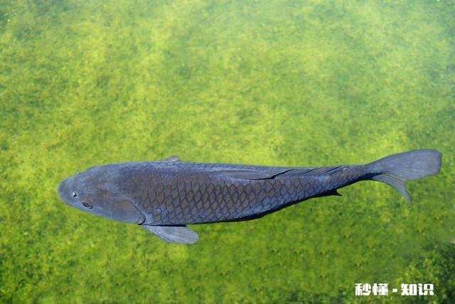 钓鱼人，你的初心还在吗