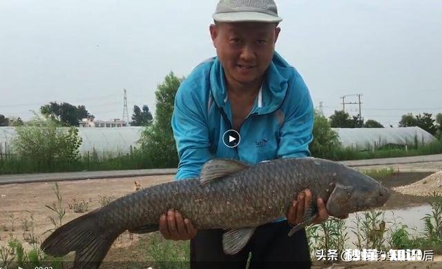 钓黑坑青鱼使用子线加铅行吗