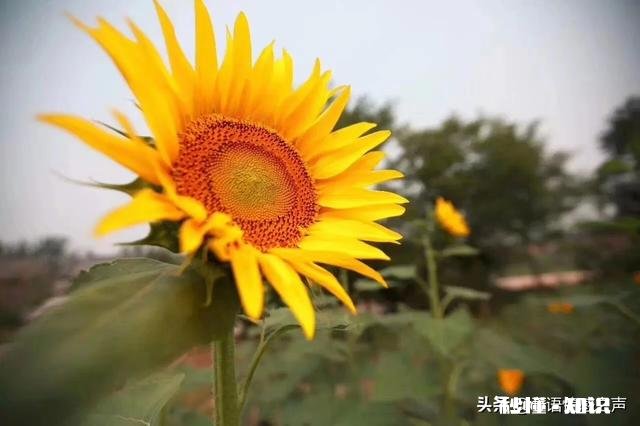 离婚的人还会幸福吗