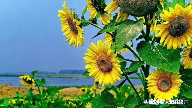 离婚的人还会幸福吗