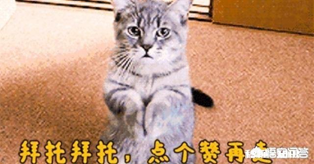 vivo新机的AI智慧拍照会成为受手机行业的潮流吗