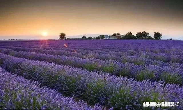 外籍华人因疫情回国应该如何应对