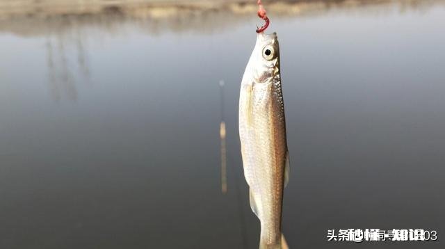 钓鱼子线材质类型该怎么选