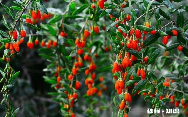 枸杞经常把叶子剪掉泡茶喝，对枸杞树有影响吗怎么能让树枝长粗