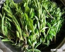 枸杞经常把叶子剪掉泡茶喝，对枸杞树有影响吗怎么能让树枝长粗