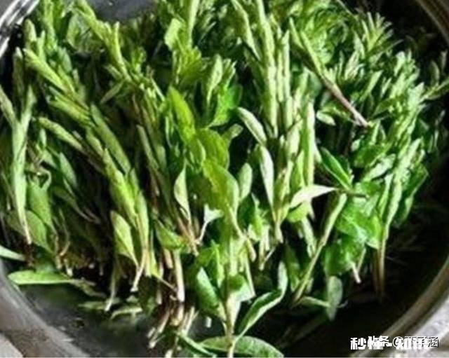 枸杞经常把叶子剪掉泡茶喝，对枸杞树有影响吗怎么能让树枝长粗