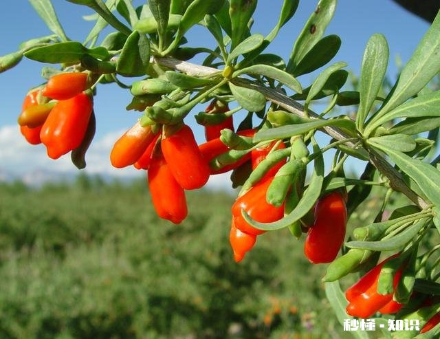 枸杞经常把叶子剪掉泡茶喝，对枸杞树有影响吗怎么能让树枝长粗