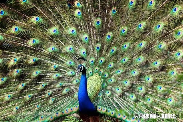 高考还有四十天，我该怎么办