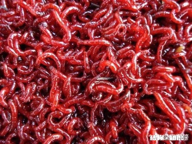 怎样开出浓香型的饵料