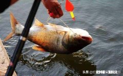 怎么应对低温天气对鱼口的影响