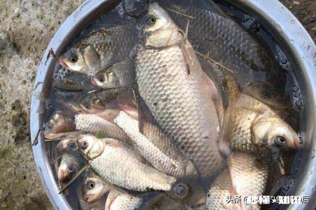 怎么应对低温天气对鱼口的影响