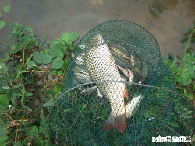 春季钓鲤鱼，天时地利人和都齐了，害怕钓不上鱼吗