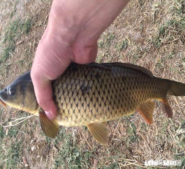 春季钓鲤鱼，天时地利人和都齐了，害怕钓不上鱼吗