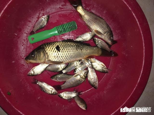 春季钓鲤鱼，天时地利人和都齐了，害怕钓不上鱼吗