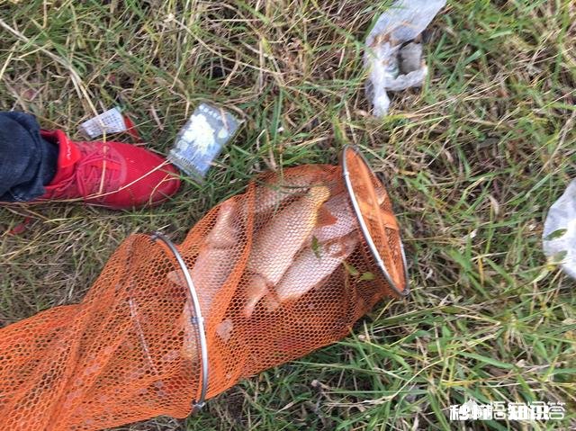 春季钓鲤鱼，天时地利人和都齐了，害怕钓不上鱼吗