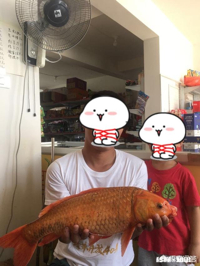 春季钓鲤鱼，天时地利人和都齐了，害怕钓不上鱼吗