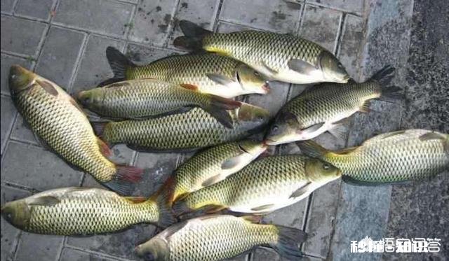 春季钓鲤鱼，天时地利人和都齐了，害怕钓不上鱼吗