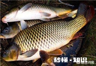 如何用嫩玉米做饵料钓鲤鱼