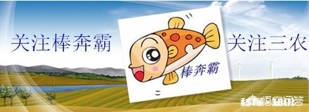 如何用嫩玉米做饵料钓鲤鱼