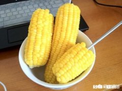 如何用嫩玉米做饵料钓鲤鱼