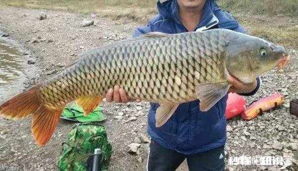 如何用嫩玉米做饵料钓鲤鱼