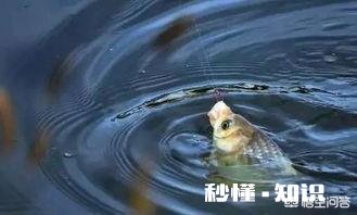 芝麻糊能钓鱼吗