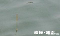 芝麻糊能钓鱼吗