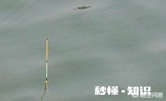 芝麻糊能钓鱼吗