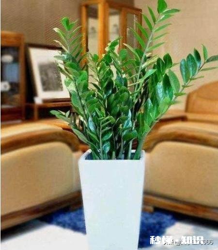 进门右边是沙发，沙发边有一米的空间放什么植物好