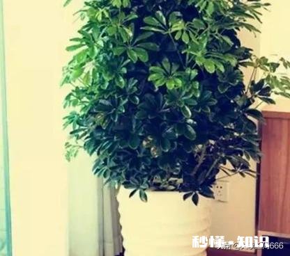 进门右边是沙发，沙发边有一米的空间放什么植物好