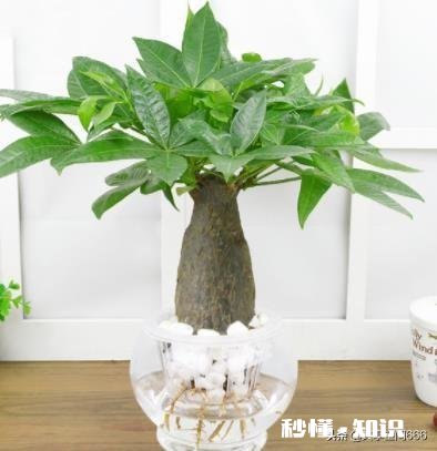 进门右边是沙发，沙发边有一米的空间放什么植物好